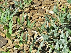 Acleisanthes