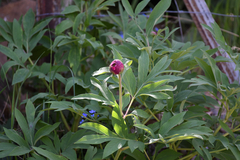 Paeonia officinalis