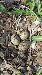 Haematopus ostralegus