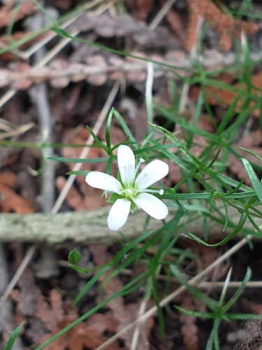 Image of Sabulina michauxii by (c) Tom Norton, some rights reserved (CC BY)