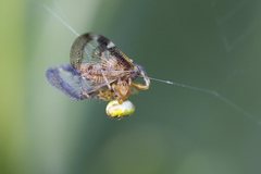 Araneus albotriangulus
