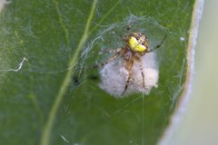 Araneus albotriangulus
