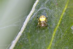 Araneus albotriangulus