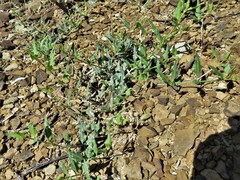 Acleisanthes