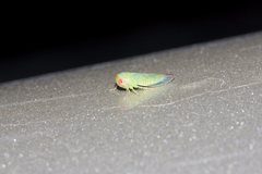 Rosopaella leurensis