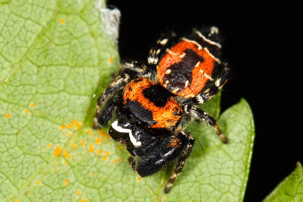 Rhene atrata