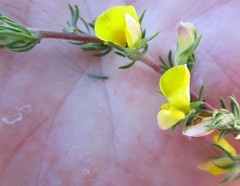 Aspalathus opaca opaca