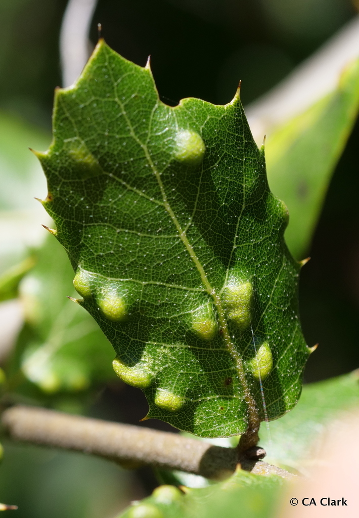 Live Oak Erineum Mite