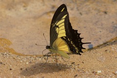 Heraclides androgeus