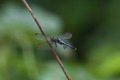 Erythrodiplax basalis