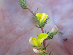 Aspalathus opaca opaca