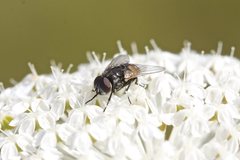 Musca vetustissima