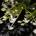 Posoqueria latifolia - Photo (c) SAplants, μερικά δικαιώματα διατηρούνται (CC BY-SA)