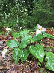 Pseudotrillium rivale