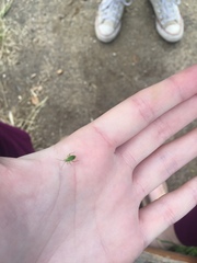 Closterotomus norwegicus