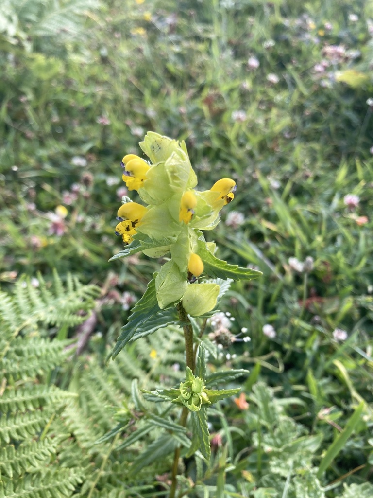 Emerging Yellow Rattle Yellow Rattle from North Devon Coast AONB, Woolacombe, England, GB on ...