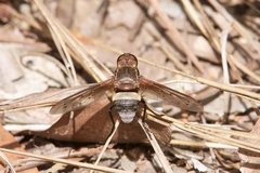 Ligyra punctipennis
