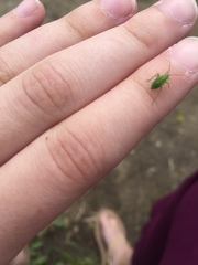 Closterotomus norwegicus