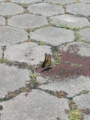 Papilio multicaudata