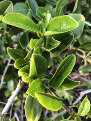 Maclura africana