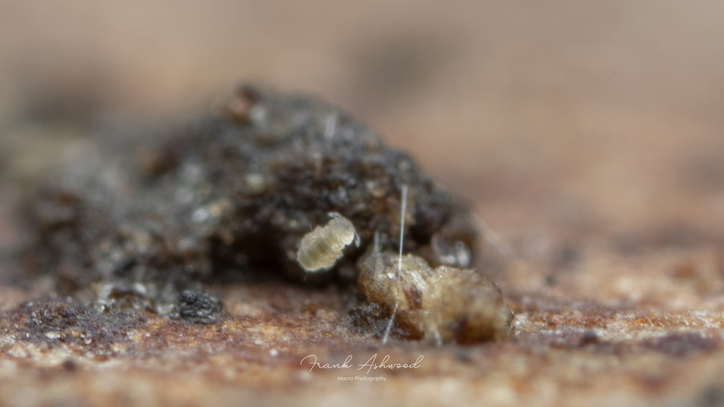 Megalothorax incertus