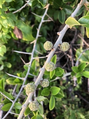 Maclura africana