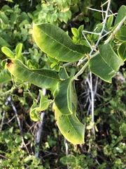 Maclura africana