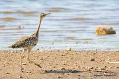 Lesser Florican photo 4