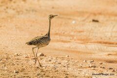 Lesser Florican photo 1