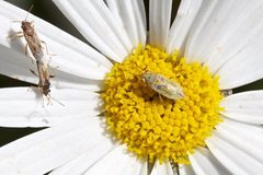 Germalus australis