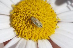 Germalus australis