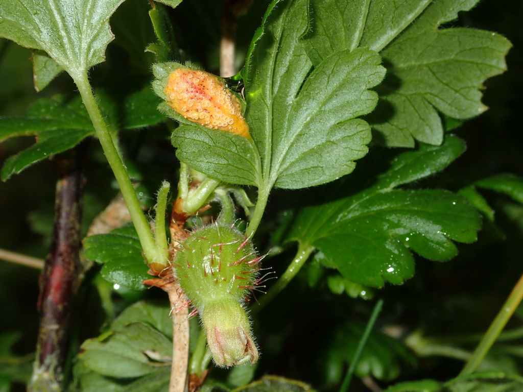 Cluster Cup Rust