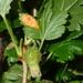 Puccinia caricina - Photo (c) ðejay (Orkney), algunos derechos reservados (CC BY-NC), uploaded by ðejay (Orkney)