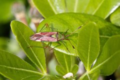 Pseudopantilius australis