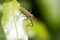 Gminatus australis