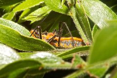 Gminatus australis
