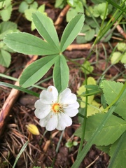 Potentilla alba