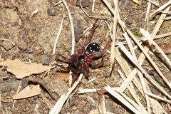 Venatrix pictiventris