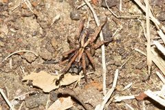 Venatrix pictiventris