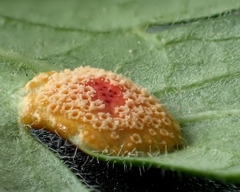 Puccinia caricina