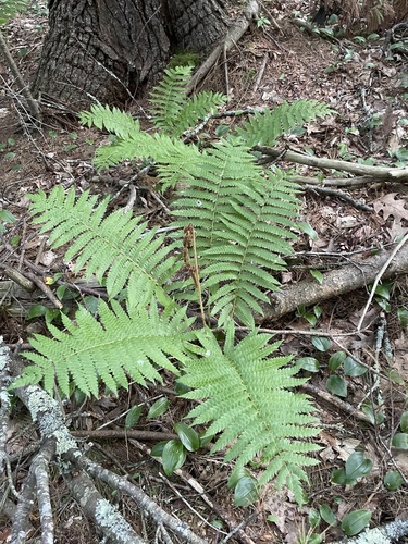 Osmundastrum cinnamomeum