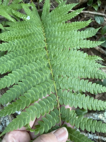 Osmundastrum cinnamomeum