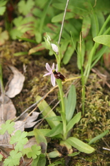 Crescent-lipped Ophrys (Ophrys lunulata)