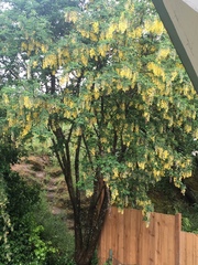 Laburnum anagyroides