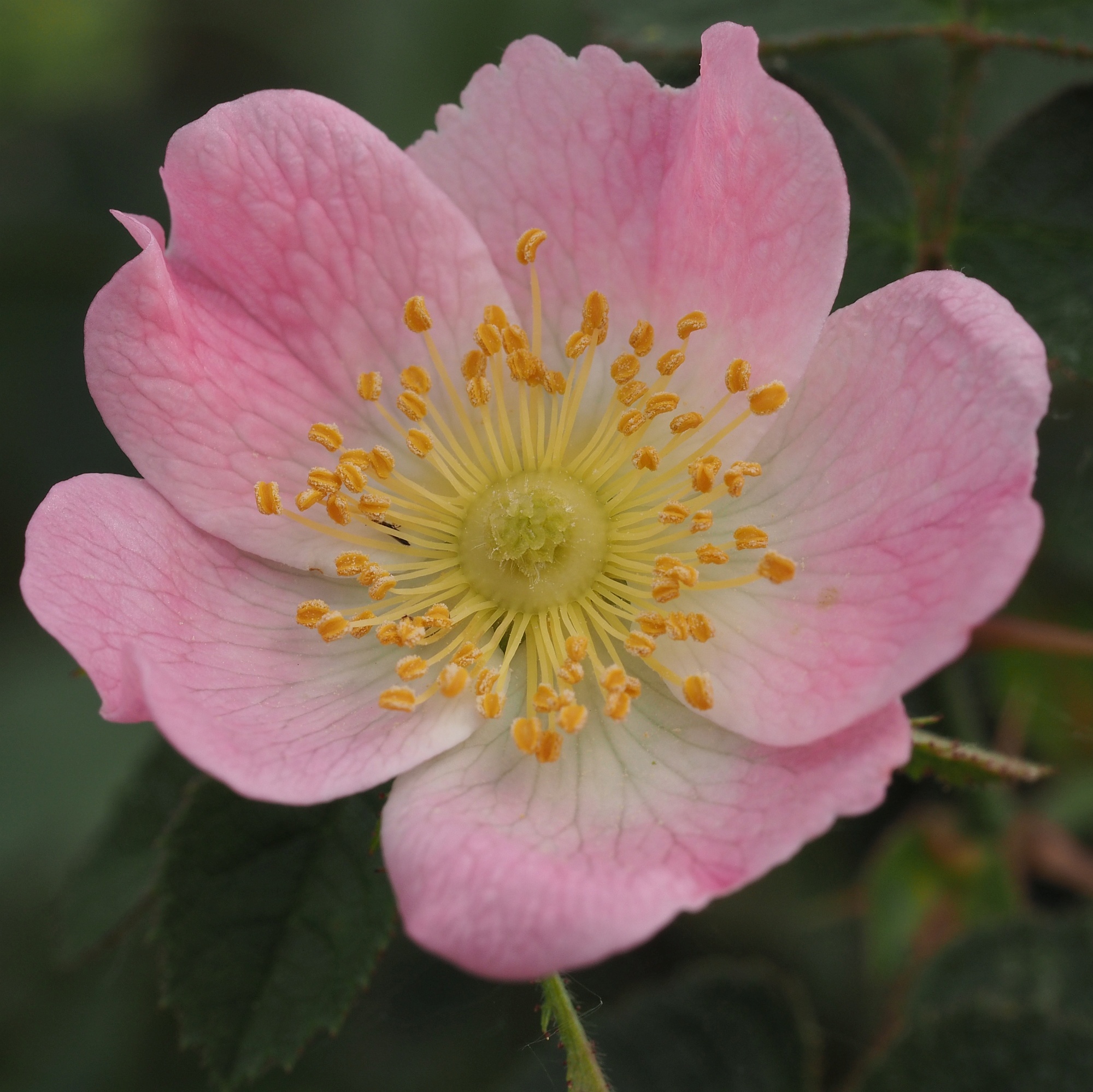 Large-leaved Rose (Rosa marginata)  iNaturalist