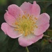 Large-leaved Rose - Photo (c) Jakob Fahr, some rights reserved (CC BY-NC), uploaded by Jakob Fahr