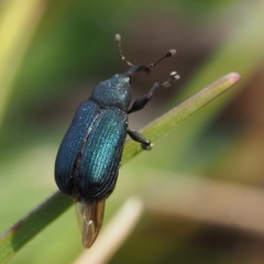 Magdalis phlegmatica