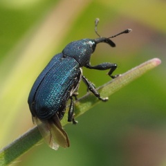 Magdalis phlegmatica