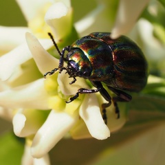 Chrysolina cerealis