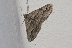 Syneora fractata